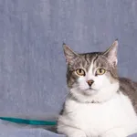 Kot do adopcji, Gdańsk, 14 lipca 2025