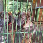 Azja & Tajga