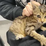 Znaleziono kota, Toruń, 12 lipca 2025