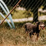 Pies do adopcji, Czartki, 14 lipca 2025