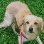 Pies do adopcji, Włocławek, 15 lipca 2025