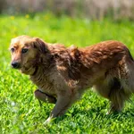 Pies do adopcji, Racławice, 10 lipca 2025