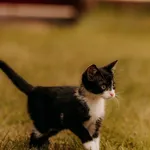 Kot do adopcji, Czartki, 14 lipca 2025