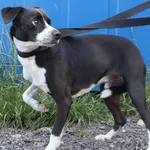 Znaleziono psa, Łódź, 15 lipca 2025