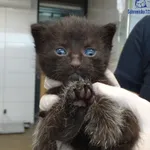 Znaleziono kota, Szczecin, 14 lipca 2025