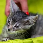 Kot do adopcji, Racławice, 9 lipca 2025