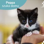Kot do adopcji, Starogard Gdański, 14 lipca 2025