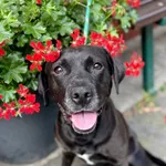 Pies do adopcji, Jelenia Góra, 17 maja 2025