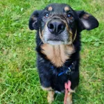 Pies do adopcji, Włocławek, 15 lipca 2025