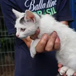 Znaleziono kota, Łódź, 13 lipca 2025