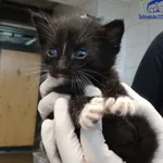 Znaleziono kota, Szczecin, 14 lipca 2025