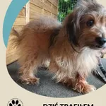 Znaleziono psa, Dąbrówka, 13 lipca 2025