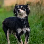 Pies do adopcji, Racławice, 10 lipca 2025