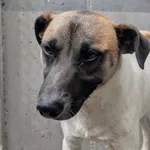 Piesek znaleziony w Czapurach