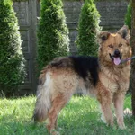 Pies do adopcji, Bełchatów, 21 marca 2025