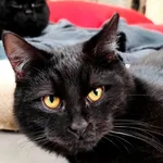 Kot do adopcji, Piła, 28 kwietnia 2025