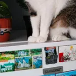 Zaginął kot, Łódź, 16 lipca 2025