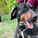 Pies do adopcji, Przyborówko, 15 lipca 2025