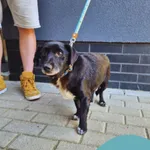 Znaleziono psa, Gdynia, 9 lipca 2025