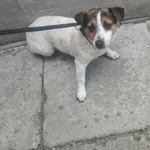 Znaleziono psa, Racławice, 11 lipca 2025