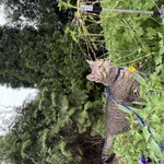 Zaginął kot, Łódź, 15 lipca 2025