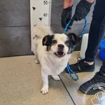 Przyjęty: 2025-07-16 Gmina: Andrychów Płeć: Pies Opis: mieszaniec, tricolor