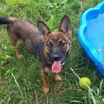 Pies do adopcji, Włocławek, 16 lipca 2025