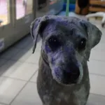 Znaleziono psa, Gdańsk, 16 lipca 2025