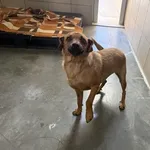 Pies do adopcji, Kraków, 20 czerwca 2025