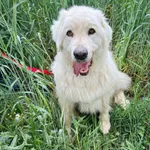 Pies do adopcji, Przyborówko, 15 lipca 2025