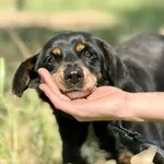 Pies do adopcji, Piła, 15 lutego 2025