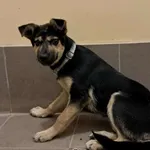 Znaleziono psa, Olsztyn, 16 lipca 2025