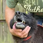 Pies do adopcji, Kraków, 20 czerwca 2025