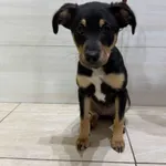 Znaleziono psa, Czartki, 16 lipca 2025