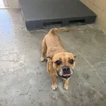 Pies do adopcji, Kraków, 1 lipca 2025