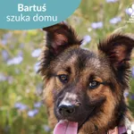 Bartuś