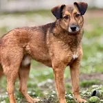 Pies do adopcji, Piła, 12 maja 2017