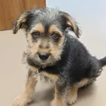 Pies do adopcji, Olsztyn, 30 czerwca 2025