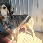 Znaleziono psa, Racławice, 12 lipca 2025