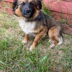 Znaleziono psa, Czartki, 17 lipca 2025