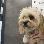 Przyjęty: 2025-07-17 Gmina: Libiąż Płeć: Pies Opis: w typie shih-tzu, biszkoptowe