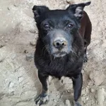 Pies do adopcji, Olsztyn, 29 czerwca 2025