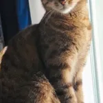 Zaginął kot, Wrocław, 17 lipca 2025