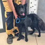 Przyjęty: 2025-07-16 Gmina: Klimontów Płeć: Pies Opis: mieszaniec, czarne