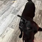 Zaginął pies, Łódź, 17 lipca 2025