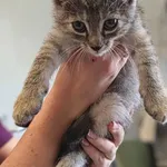 Znaleziono kota, Lublin, 18 lipca 2025