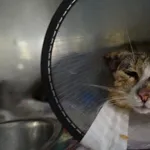 Znaleziono kota, Gdańsk, 19 lipca 2025