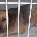 Czako to pies przywieziony w dniu 17.06.2025r z terenu gm. Sobolew, mały, kontaktowy