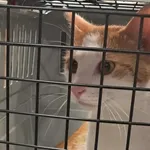 Kocurek poz. 25/424/K