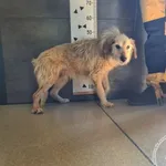 Przyjęty: 2025-07-18 Gmina: Inne Płeć: Pies Opis: mieszaniec, biszkoptowe